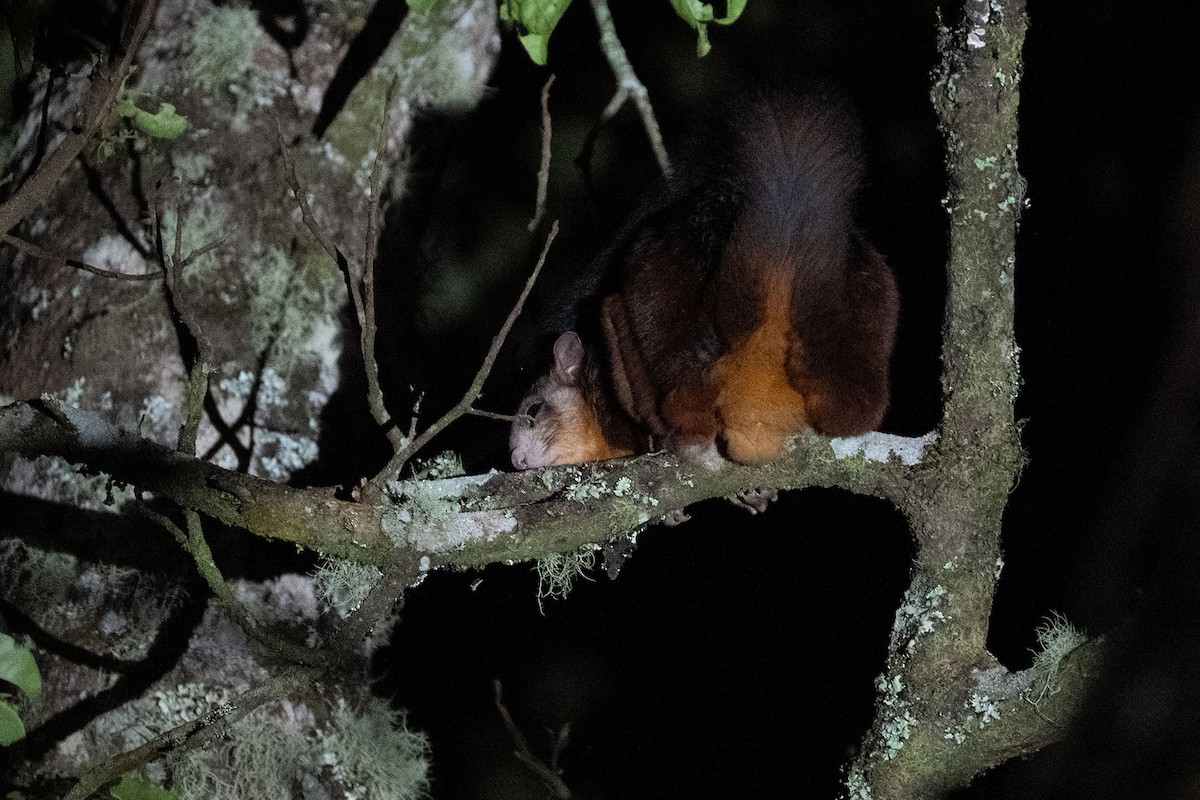Sunda Spotted Giant Flying Squirrel - ML636993869