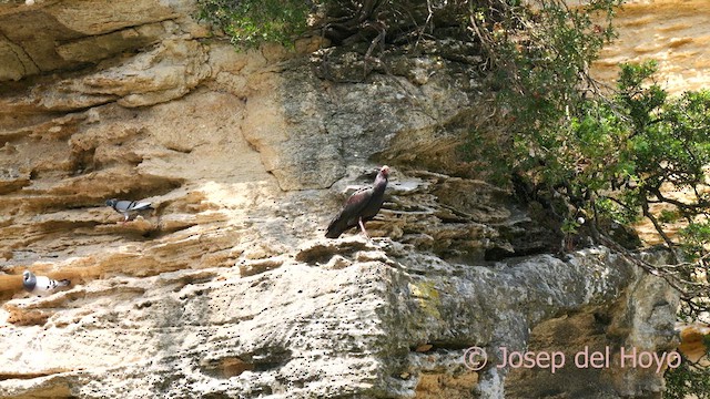 Northern Bald Ibis - ML636993881