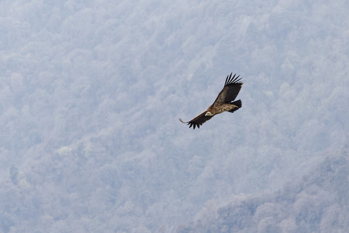 Himalayan Griffon - David Wright