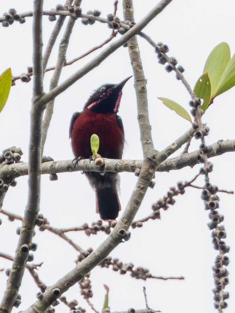 Van Hasselt's Sunbird - ML636993895