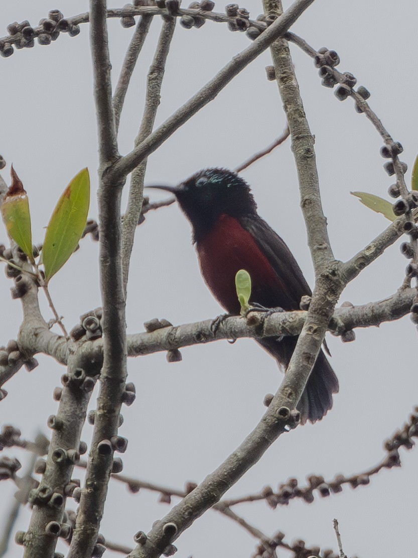 Van Hasselt's Sunbird - ML636993896