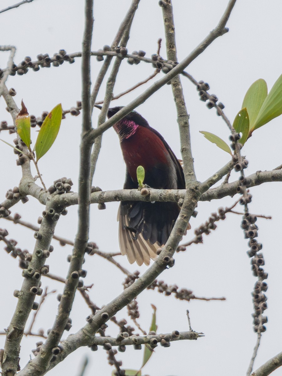Van Hasselt's Sunbird - ML636993898
