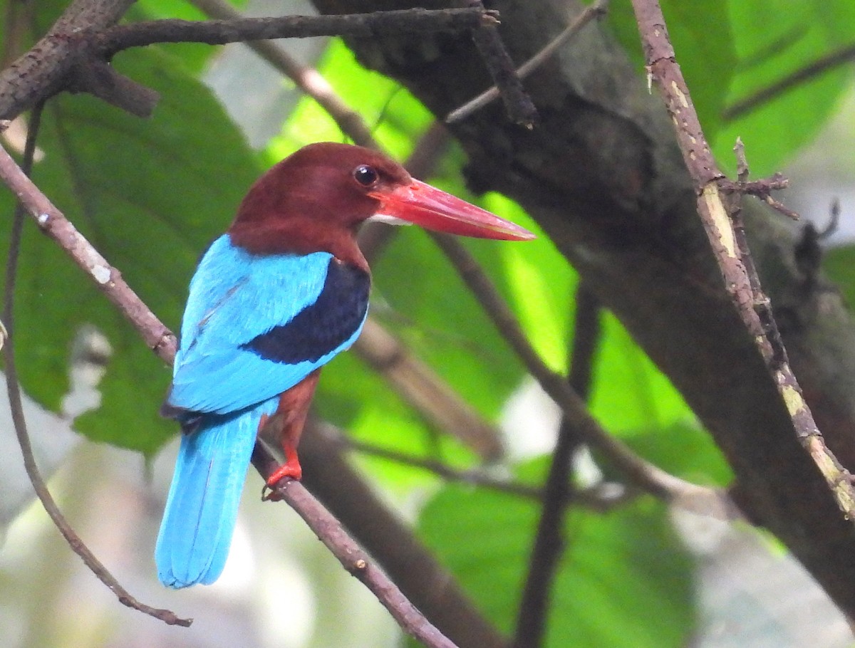 Brown-breasted Kingfisher - ML636993955