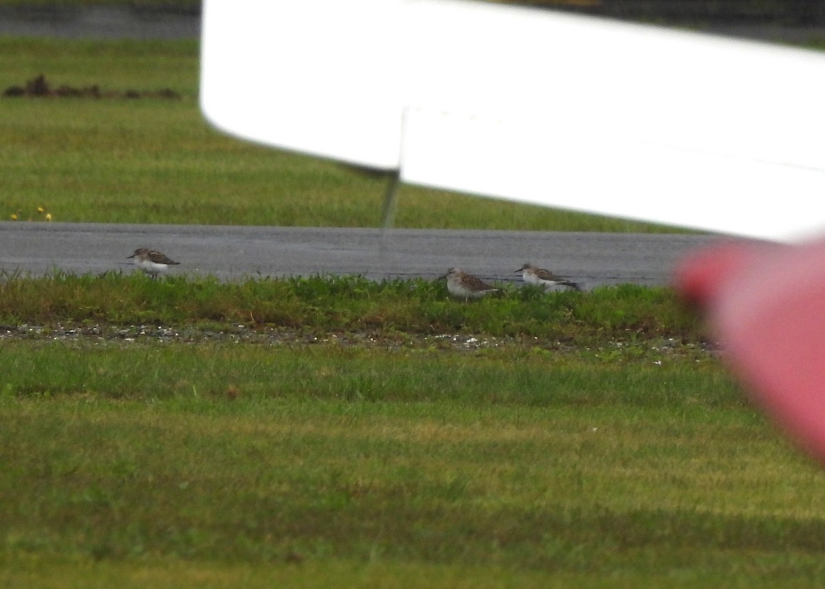 White-rumped Sandpiper - ML636993978
