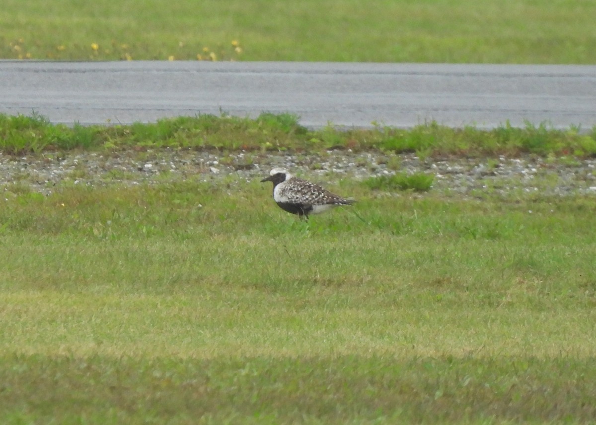Black-bellied Plover - ML636993985