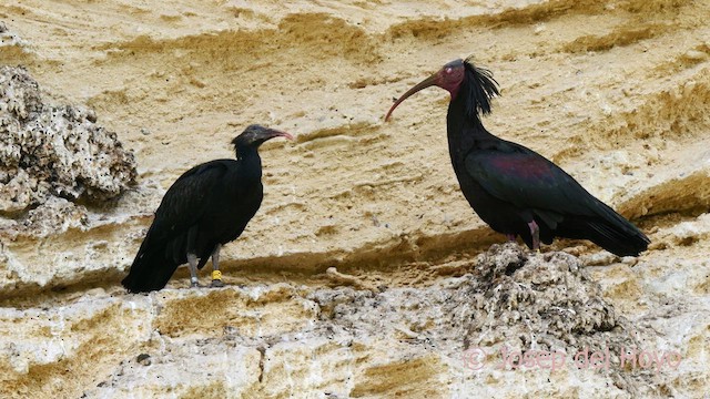 Northern Bald Ibis - ML636993988