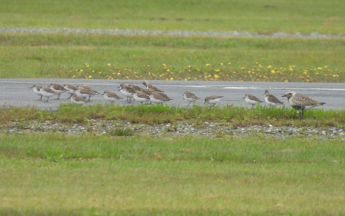 Semipalmated Sandpiper - ML636993992