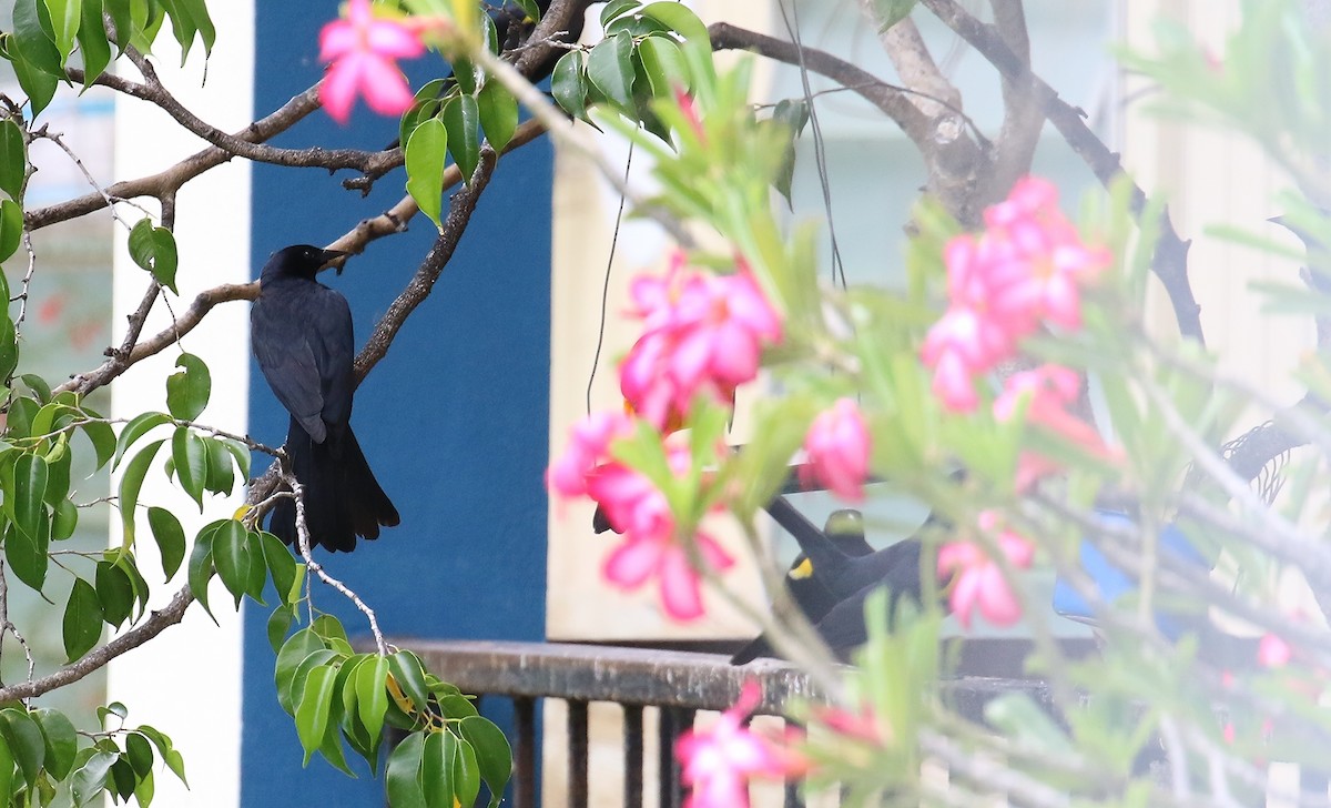 Yellow-shouldered Blackbird - ML636994031
