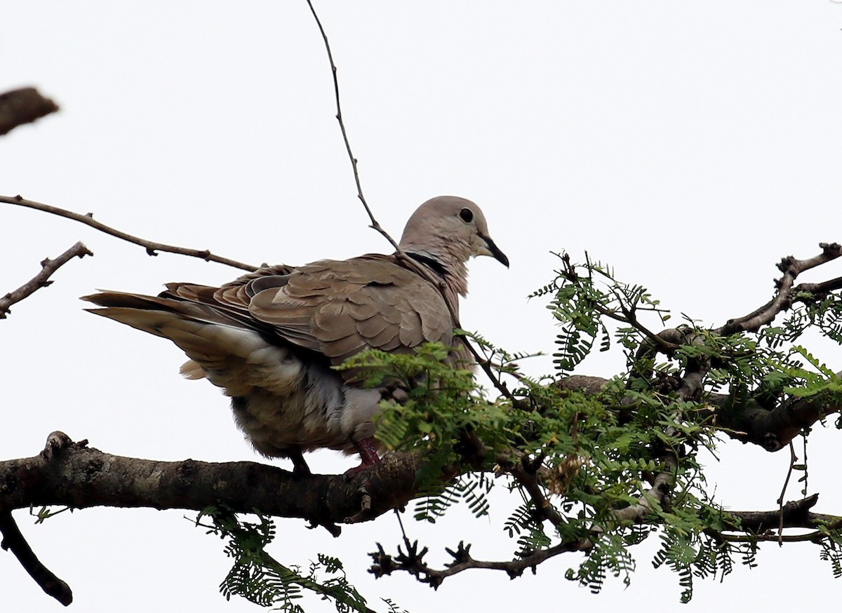 African Collared-Dove - ML636994034