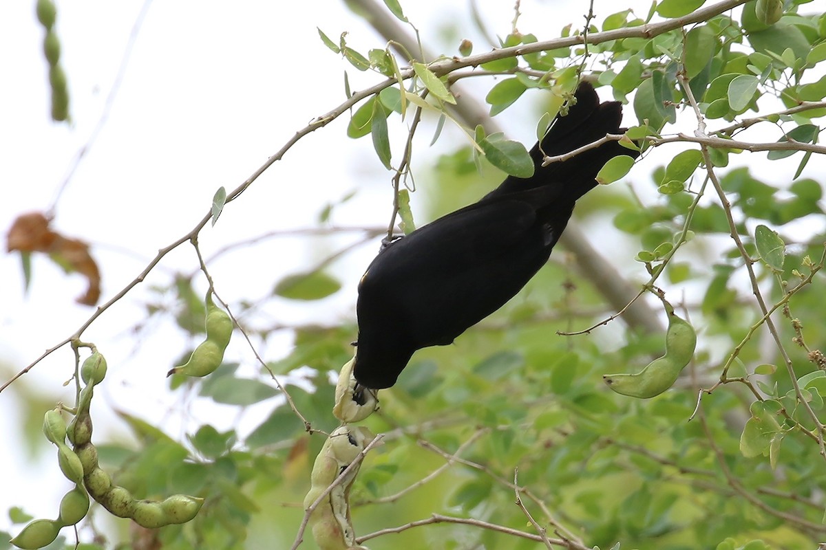 Yellow-shouldered Blackbird - ML636994054