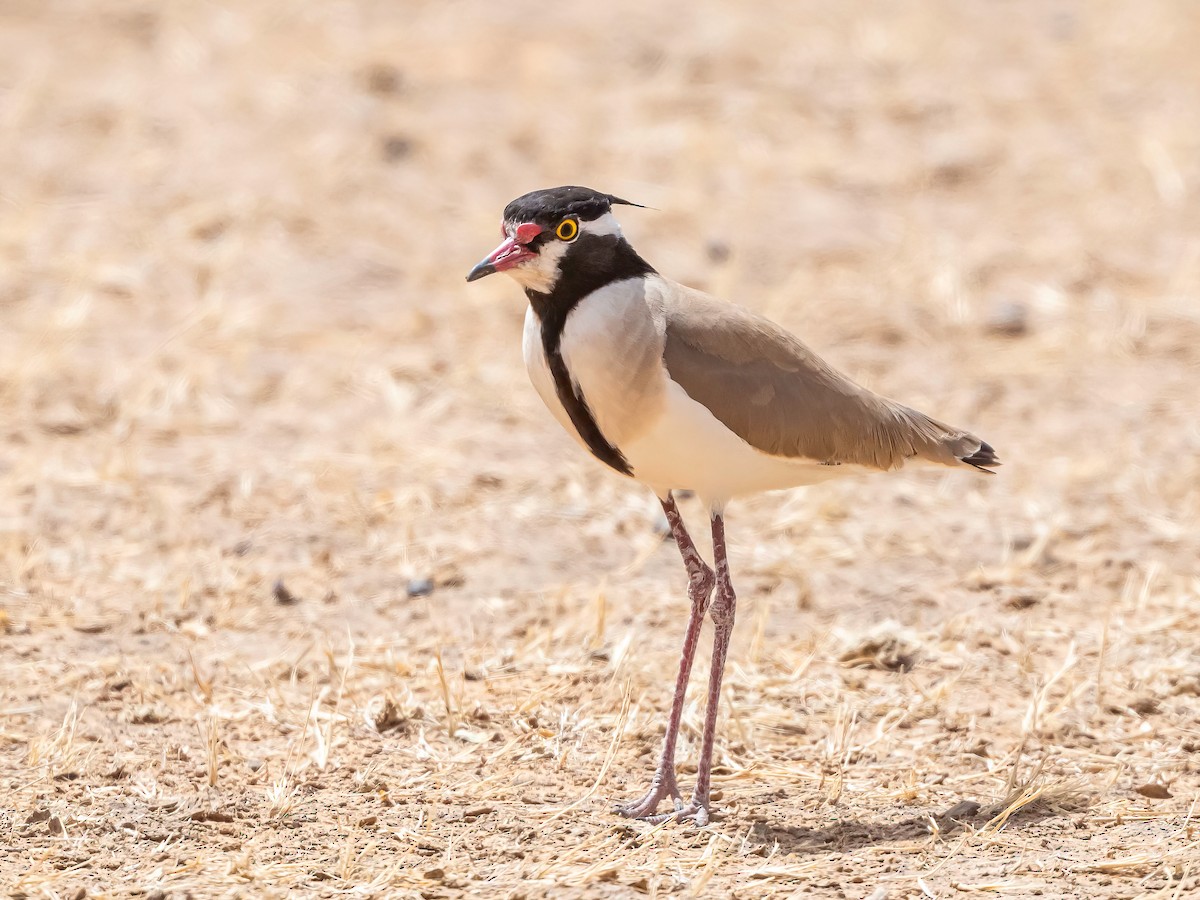 Black-headed Lapwing - ML636994080