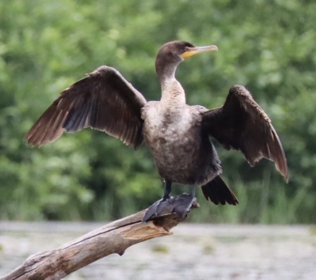 Double-crested Cormorant - ML636994154