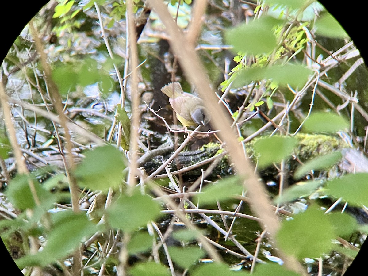 Mourning Warbler - ML636994216