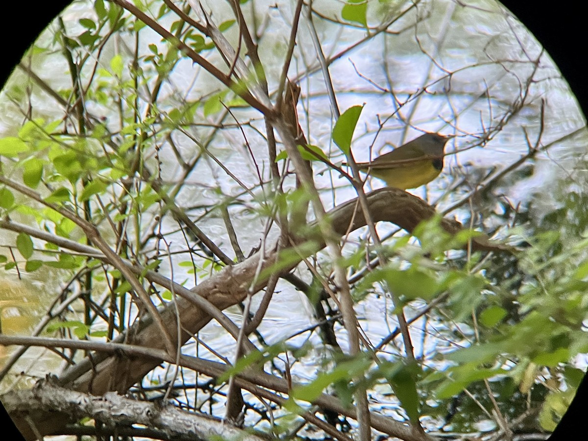 Mourning Warbler - ML636994217