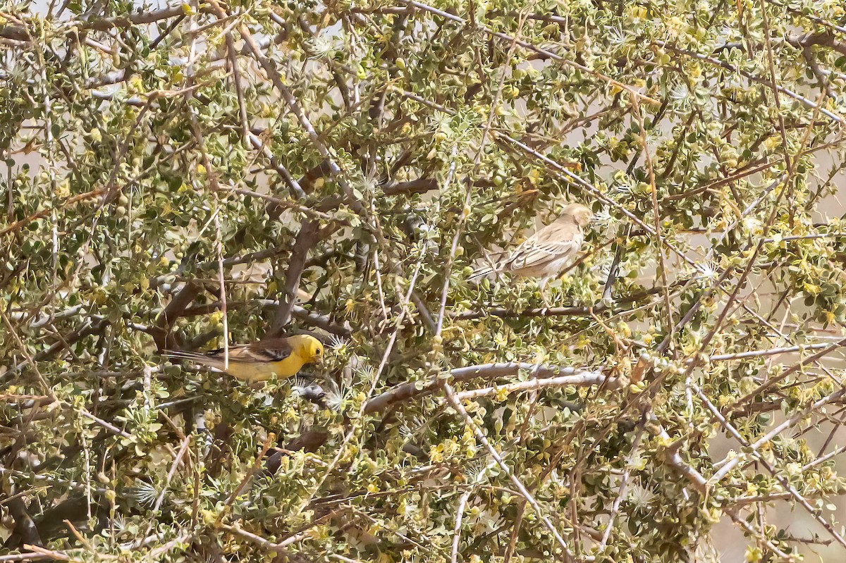 Sudan Golden Sparrow - ML636994233