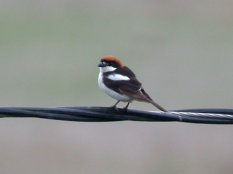 Woodchat Shrike (Balearic) - ML636994236