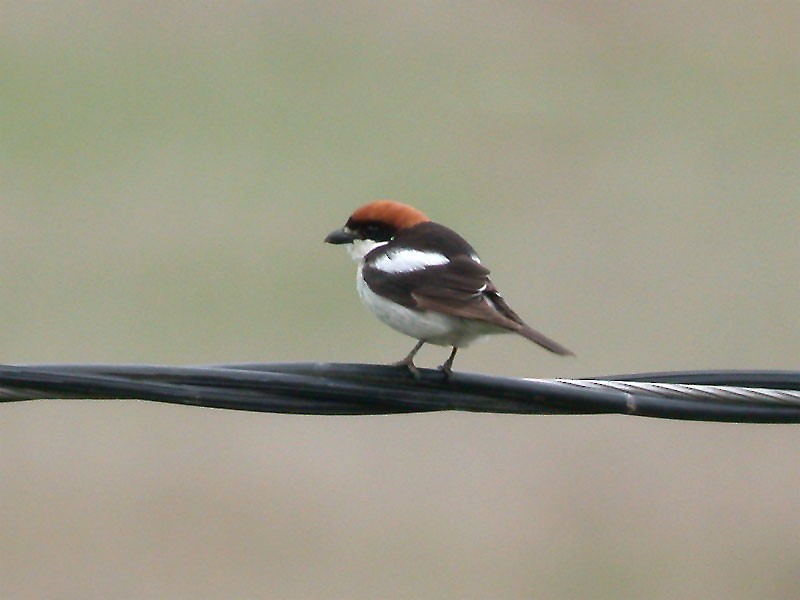 Woodchat Shrike (Balearic) - ML636994238