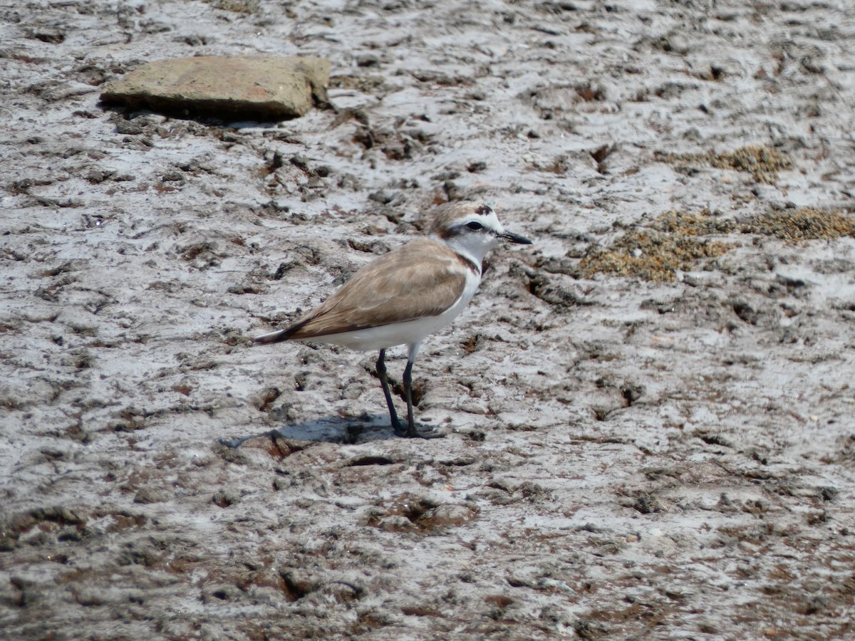 Kentish Plover (Kentish) - ML636994269
