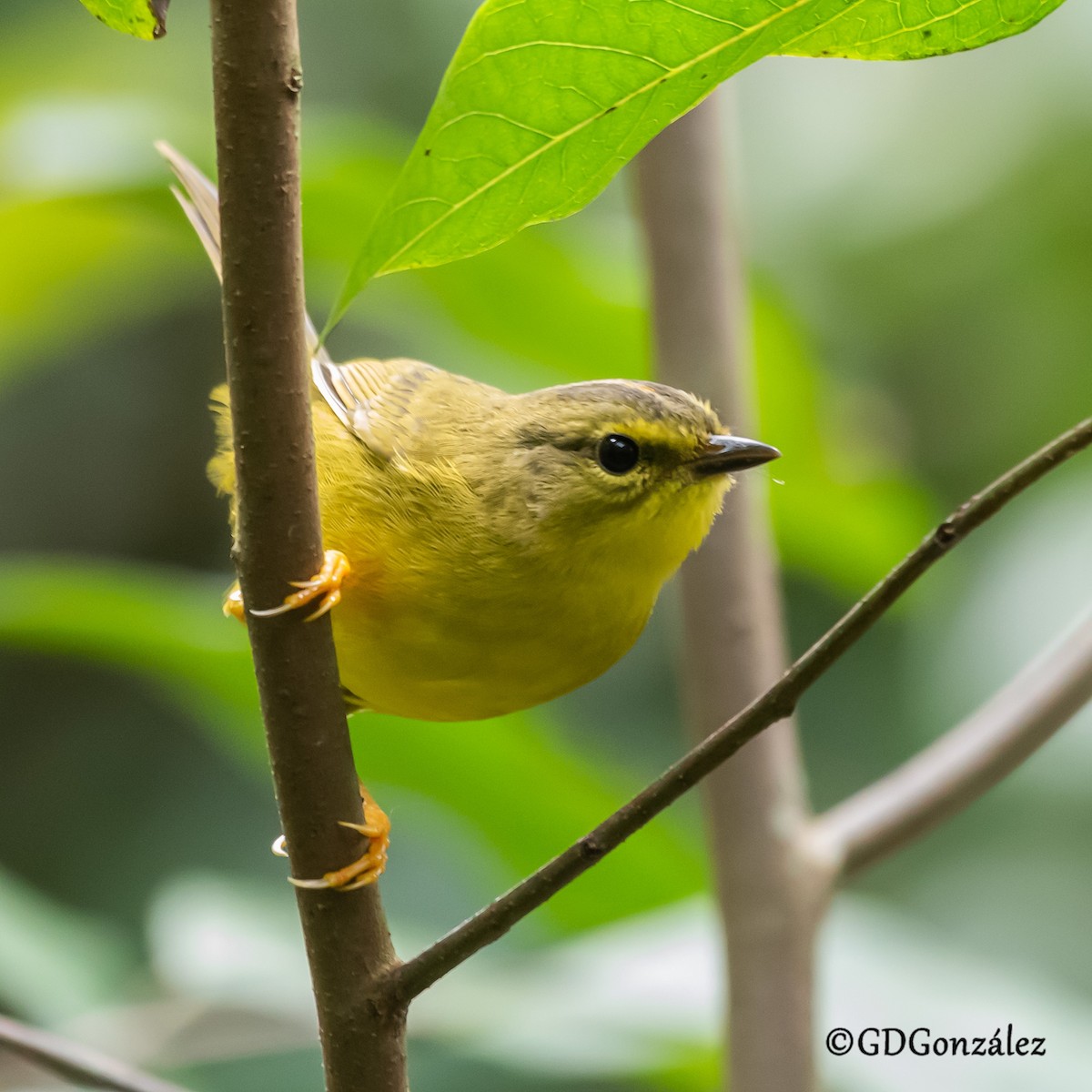 Two-banded Warbler - ML636994297