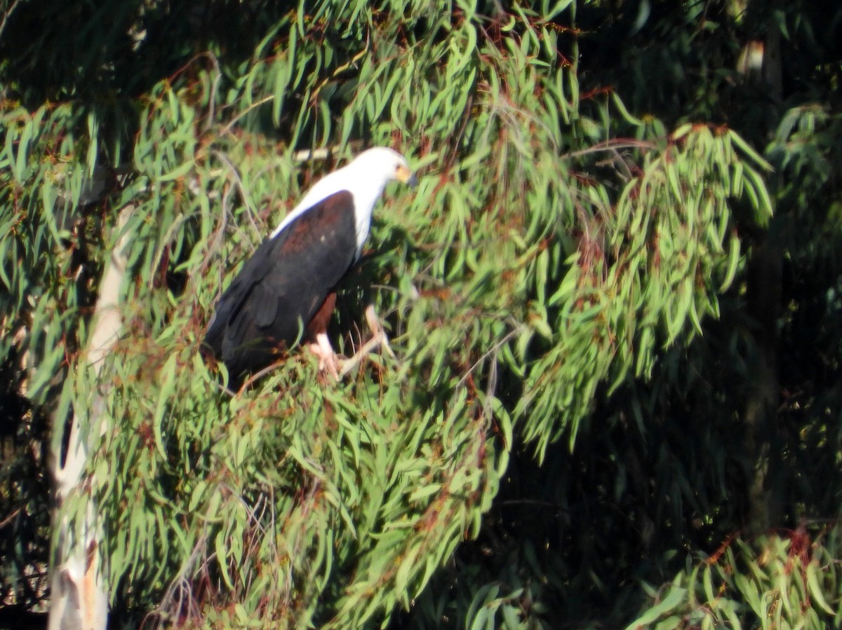 African Fish-Eagle - ML636994303