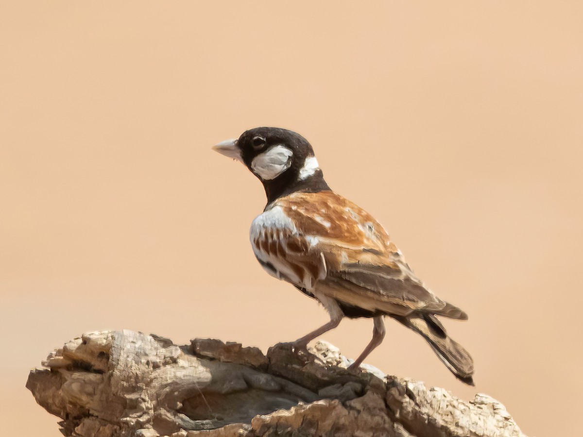 Chestnut-backed Sparrow-Lark - ML636994313