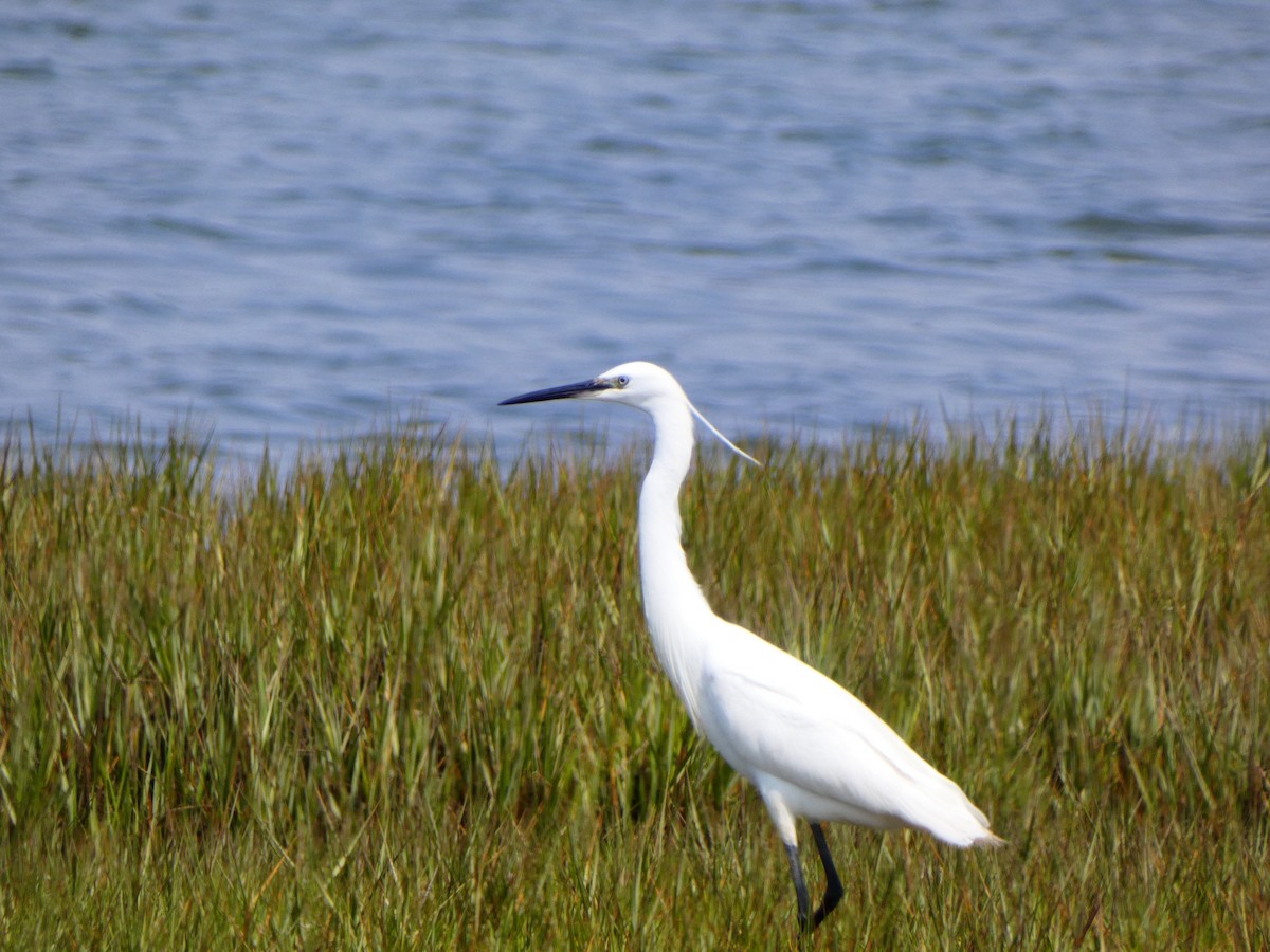 Little Egret (Western) - ML636994353