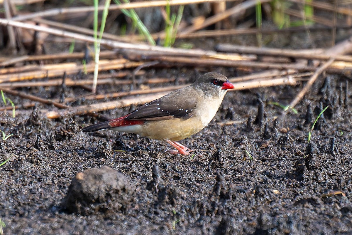 Bengali rouge - ML636994384