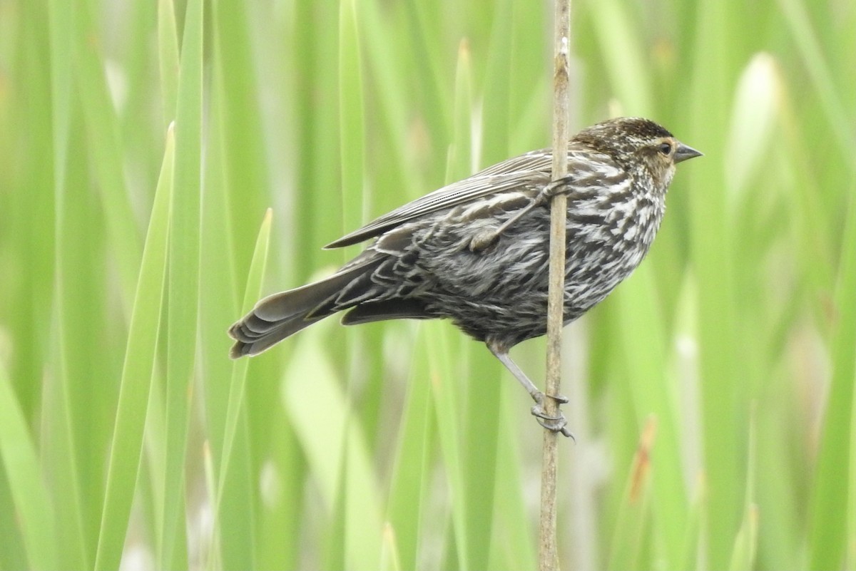 Red-winged Blackbird - ML636994407