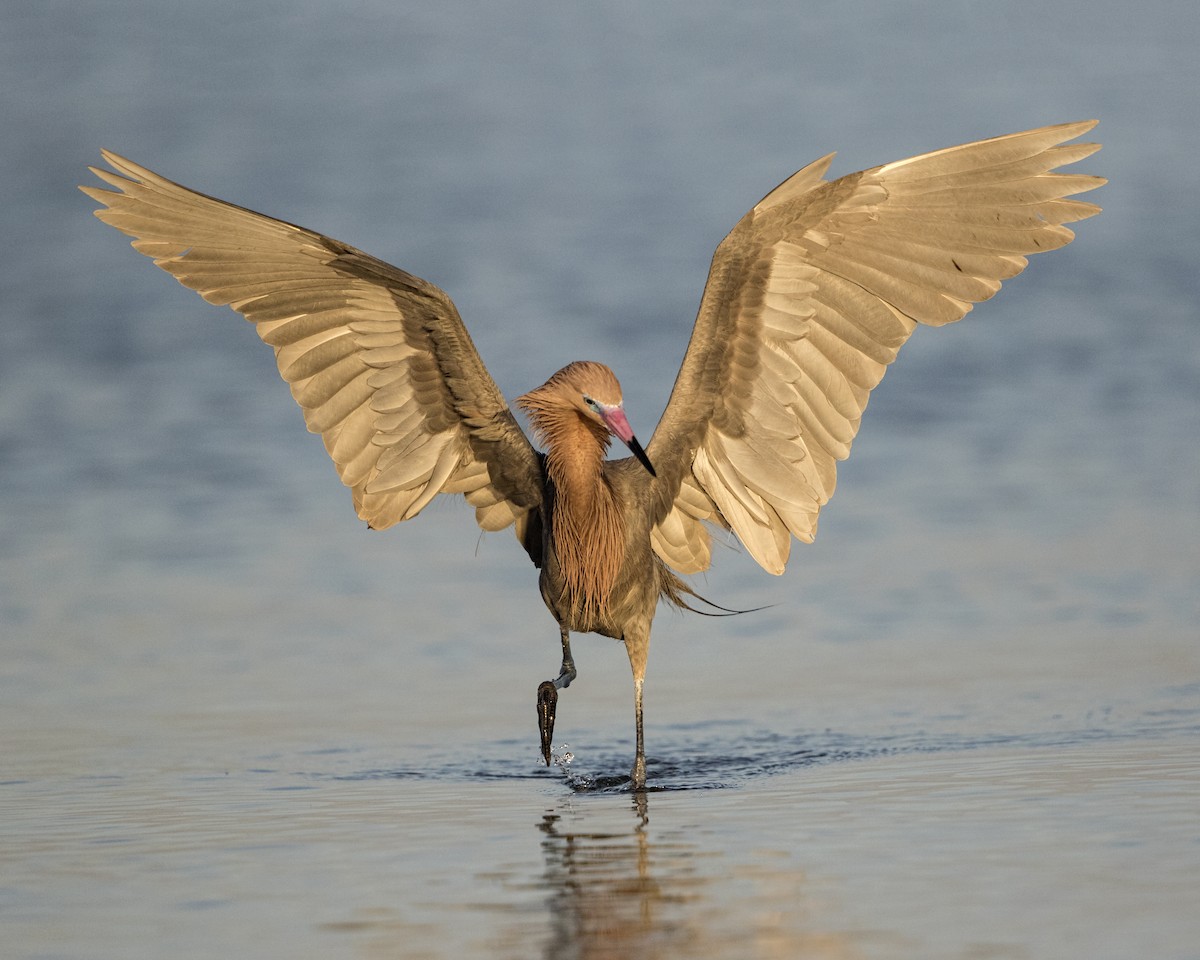 Reddish Egret - ML63699441