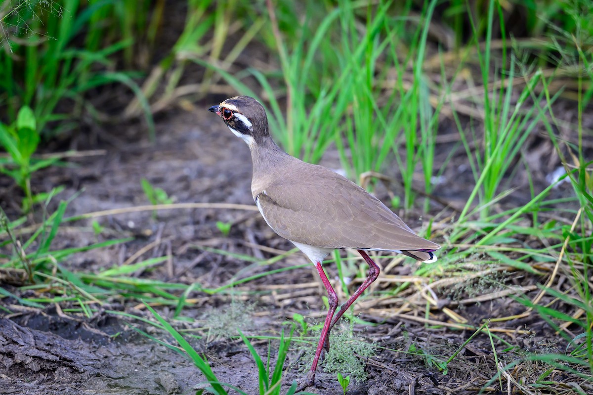 Bronze-winged Courser - ML636994625