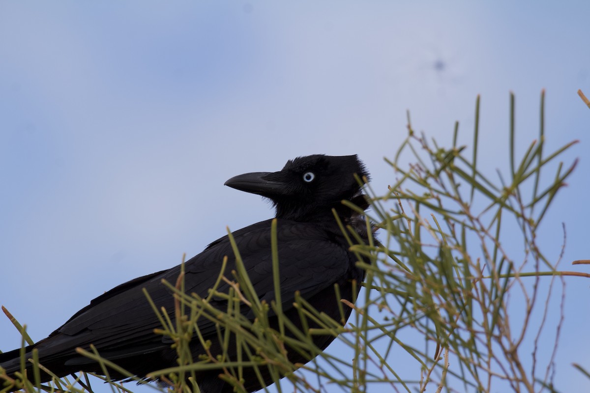 Little Crow - ML636994654