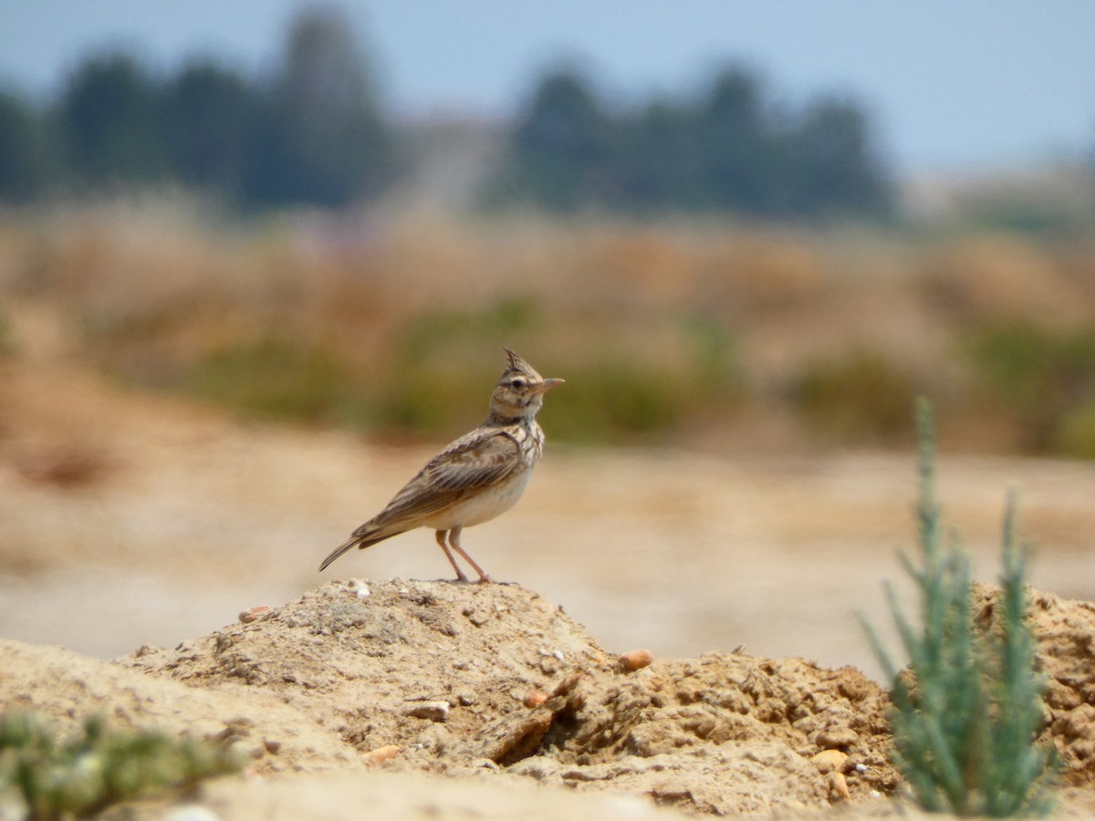 Crested Lark (Crested) - ML636994712
