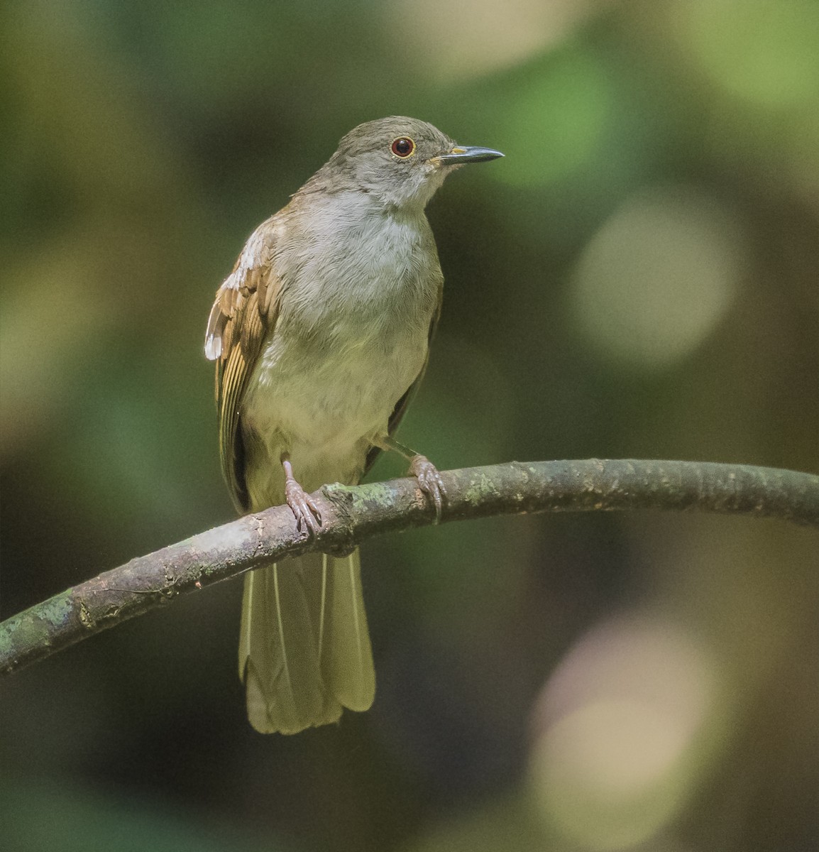 bulbul brýlatý - ML636994725