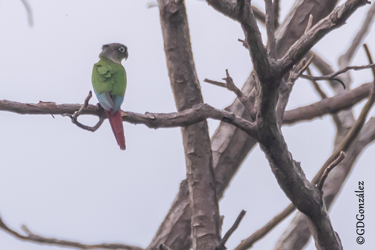 Green-cheeked Parakeet - ML636994782