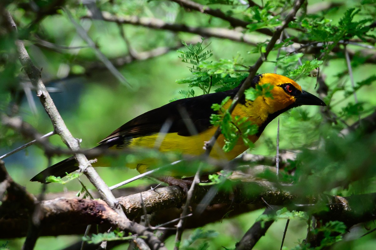 Black-necked Weaver - ML636994785