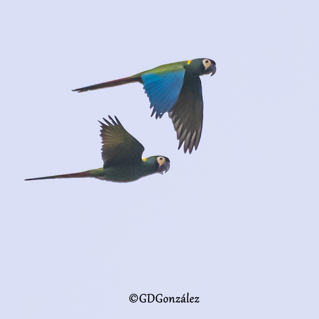 Yellow-collared Macaw - ML636994790