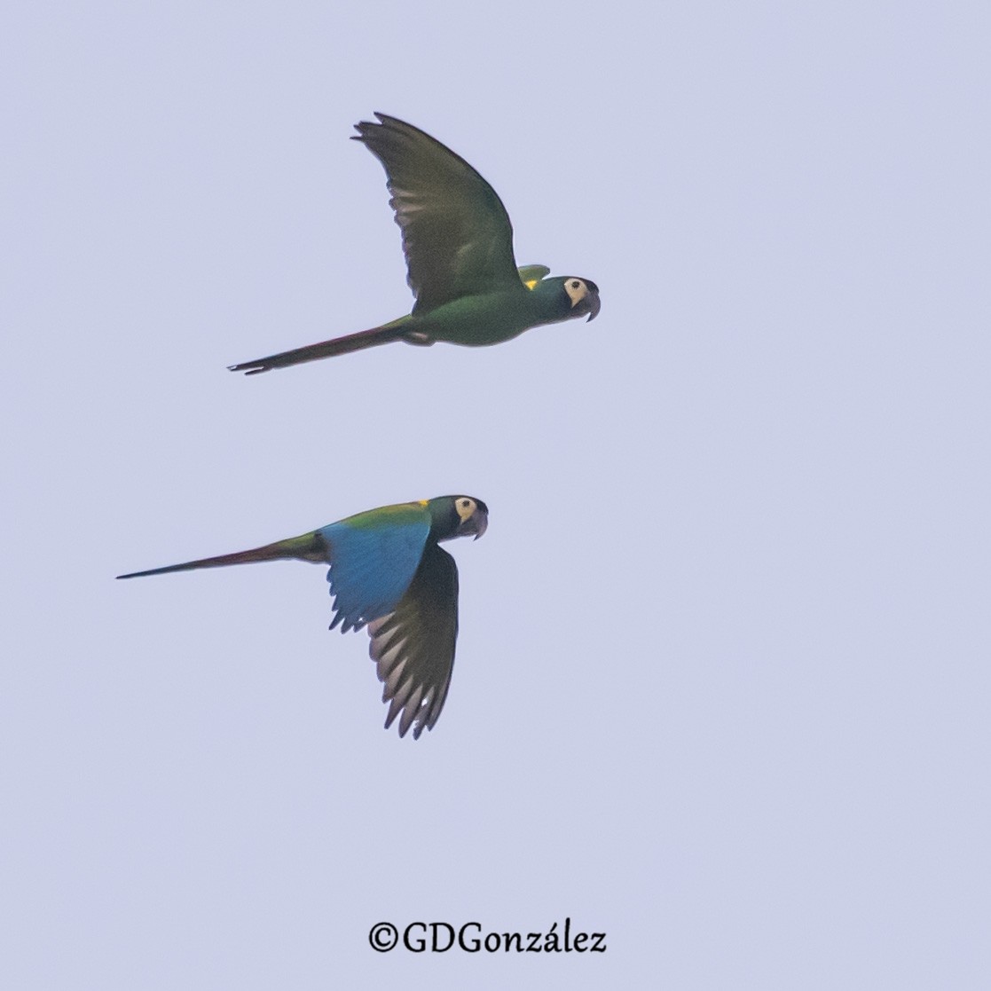 Yellow-collared Macaw - ML636994791