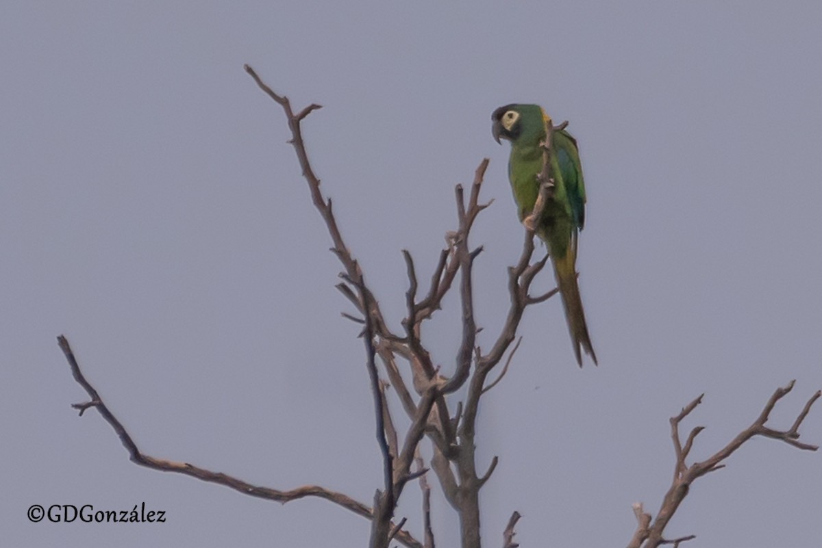 Yellow-collared Macaw - ML636994792
