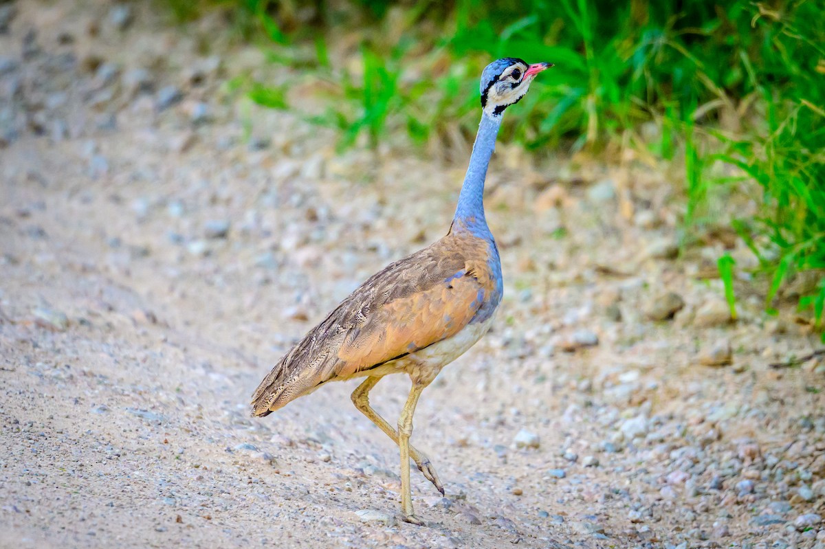 White-bellied Bustard (White-bellied) - ML636994839