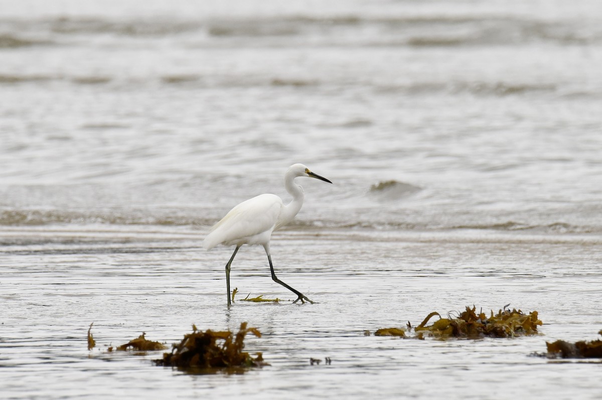 Little Egret - ML636994876