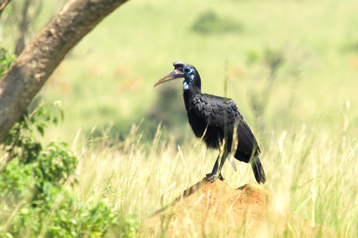 Abyssinian Ground-Hornbill - ML636995024