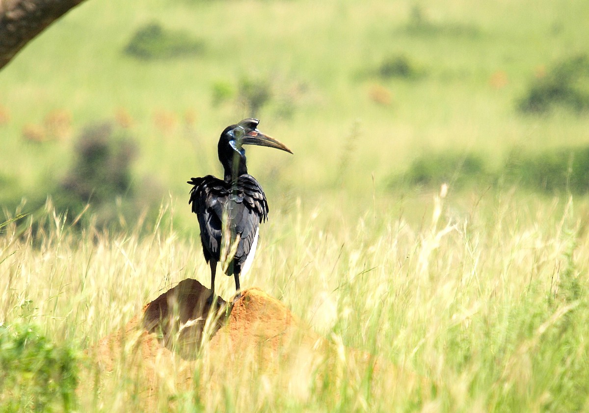 Abyssinian Ground-Hornbill - ML636995026