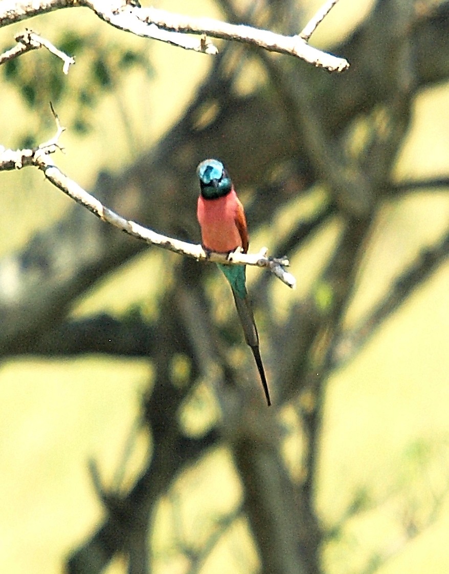Northern Carmine Bee-eater - ML636995060