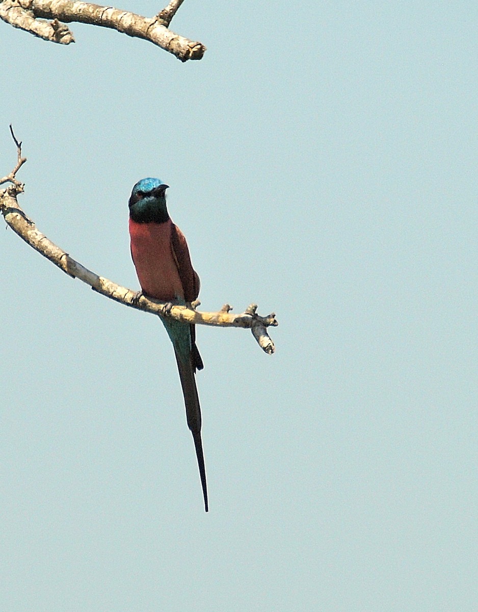 Northern Carmine Bee-eater - ML636995062