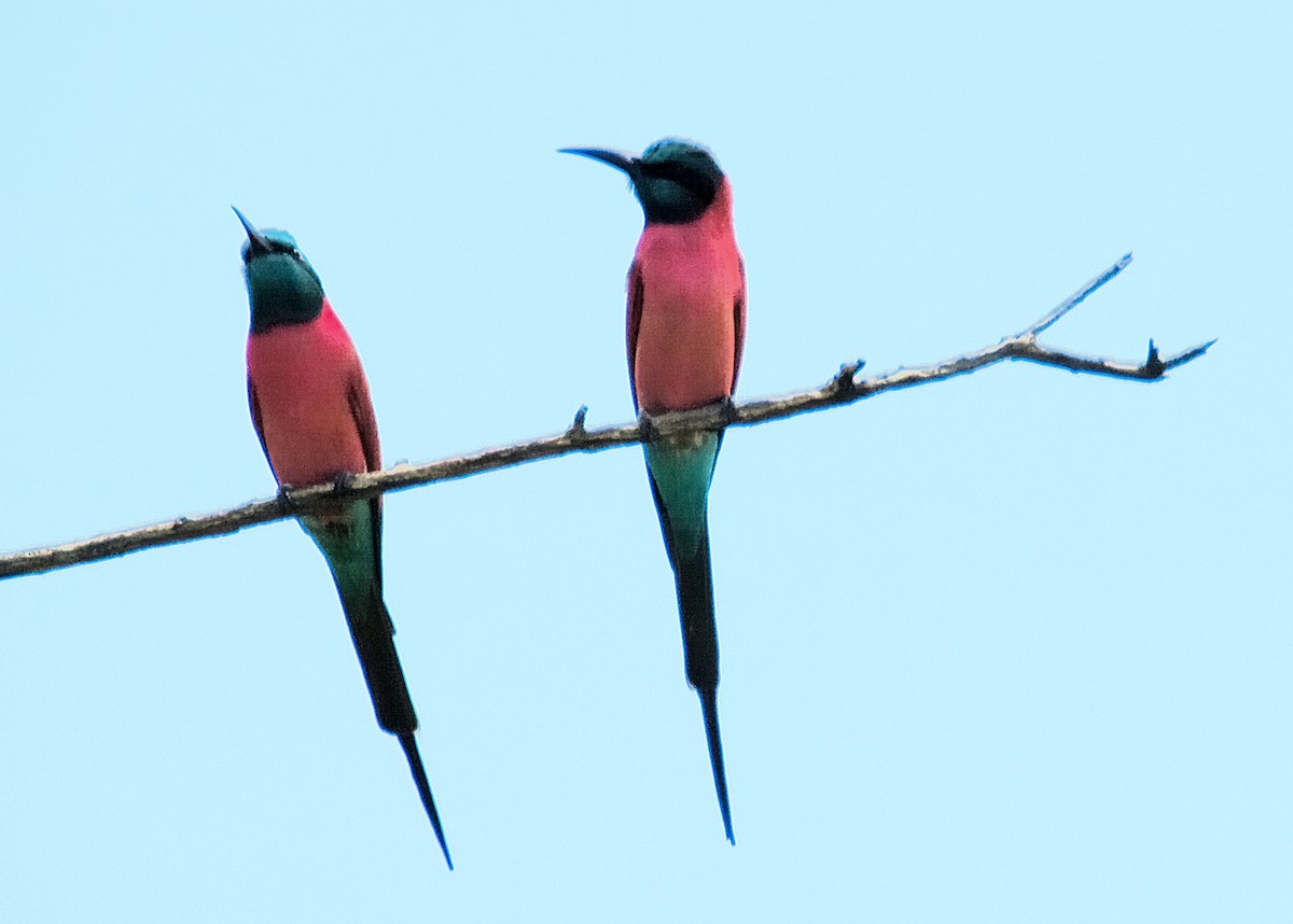Northern Carmine Bee-eater - ML636995064