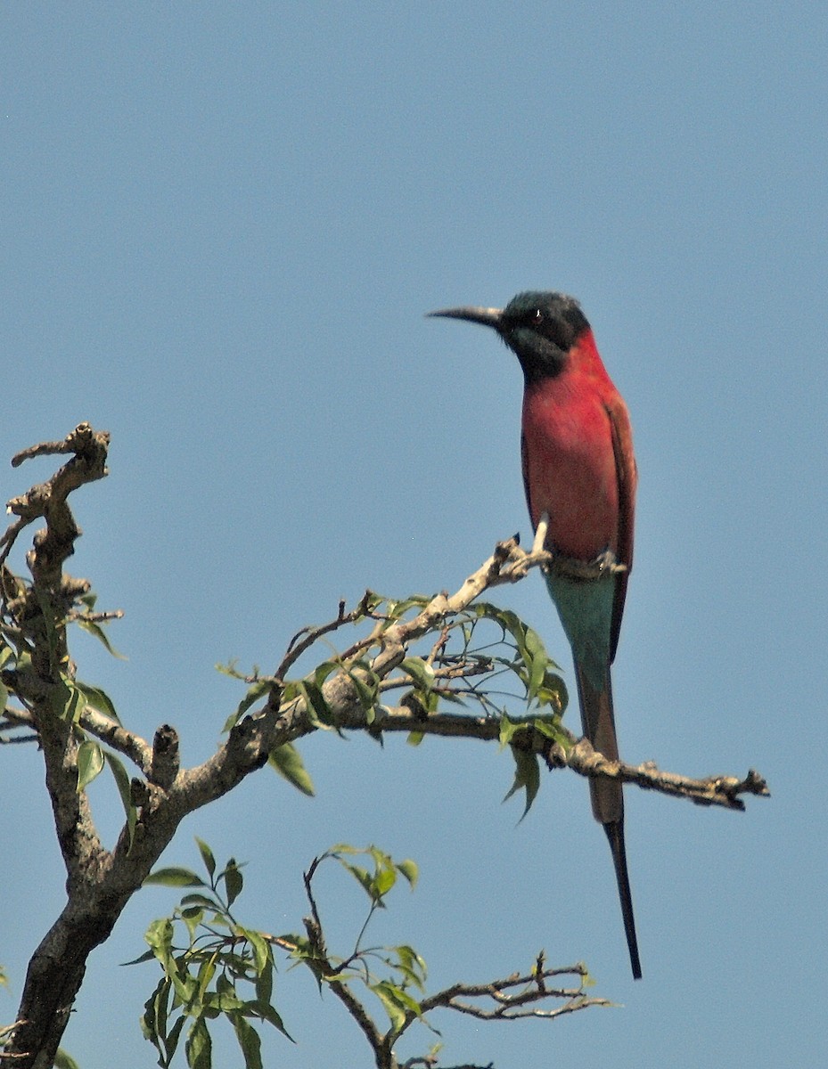 Northern Carmine Bee-eater - ML636995065