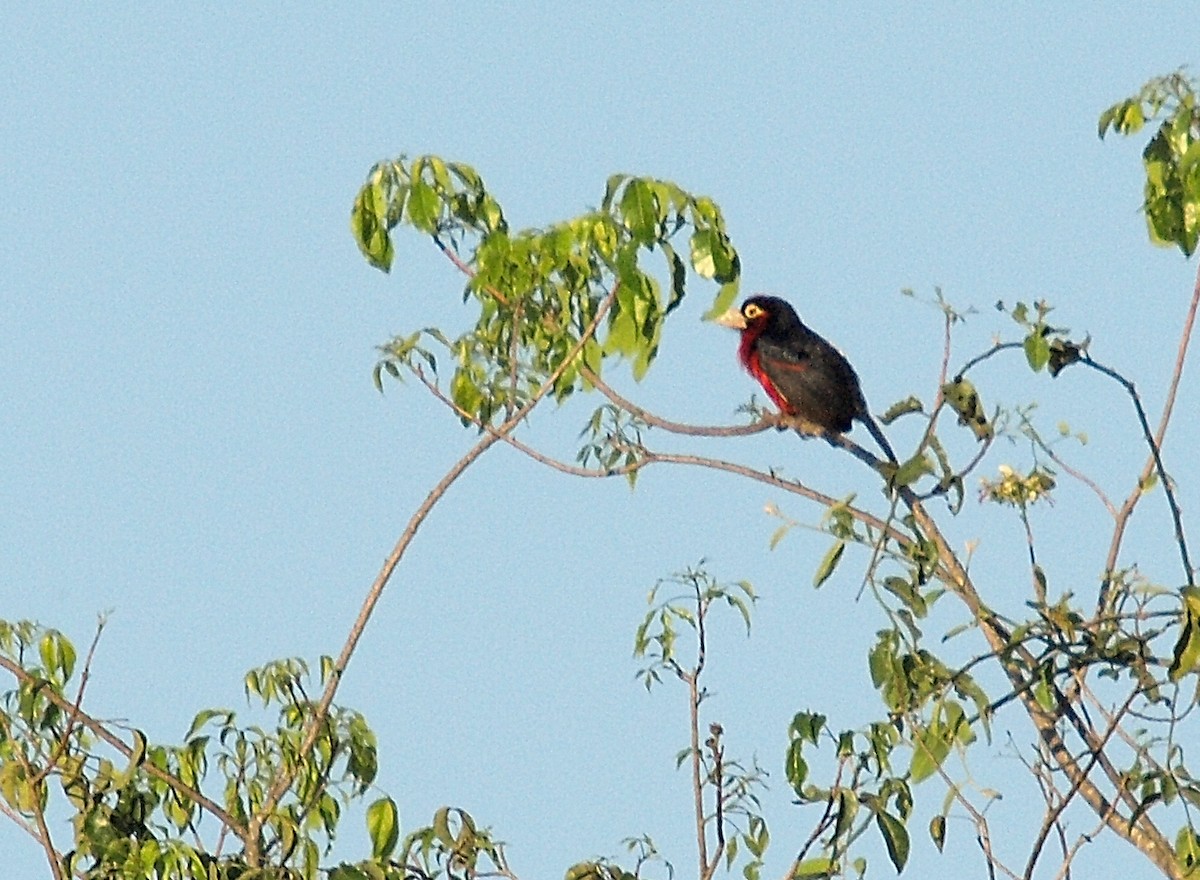 Double-toothed Barbet - ML636995078
