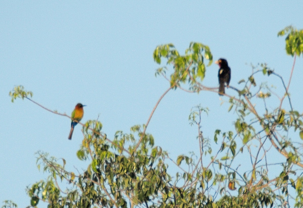 Double-toothed Barbet - ML636995079