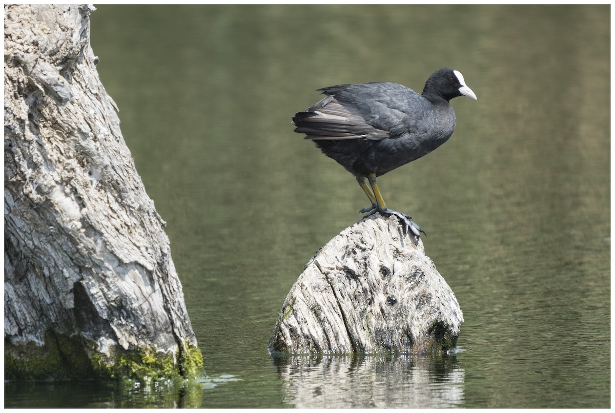 Eurasian Coot - ML636995220