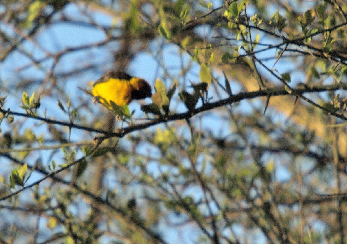 Black-necked Weaver - ML636995300